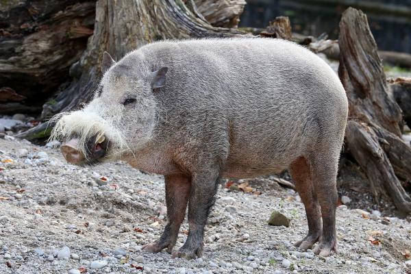 野猪种类 - 胡须野猪