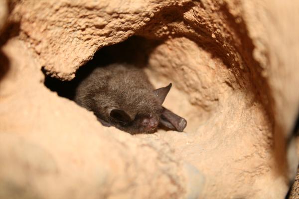 蝙蝠种类 - 印第安纳蝙蝠(Myotis sodalis)