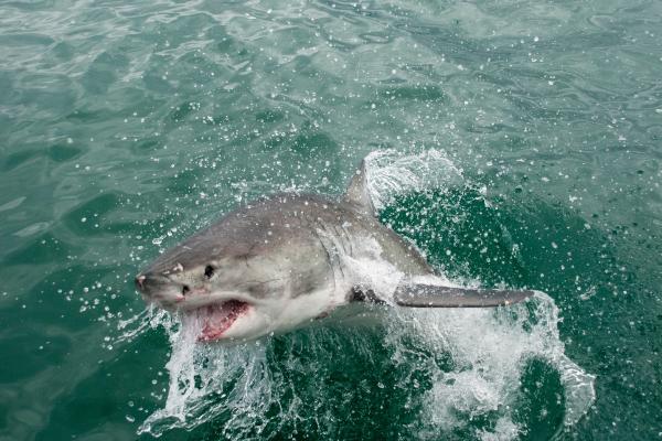 肉食性鱼类:它们是什么以及它们的例子 - 大白鲨(Carcharodon carcharias)