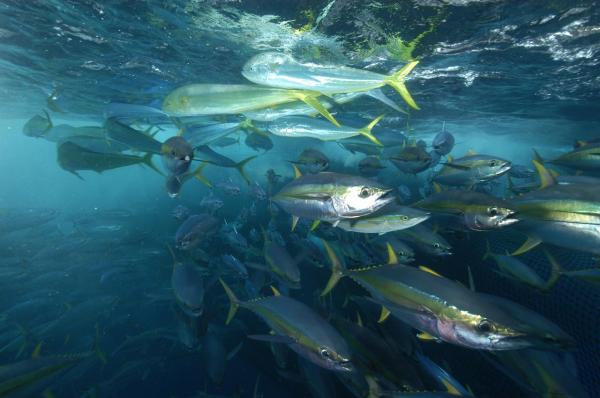 肉食性鱼类:它们是什么以及它们的例子 - 长鳍金枪鱼(Thunnus albacares)
