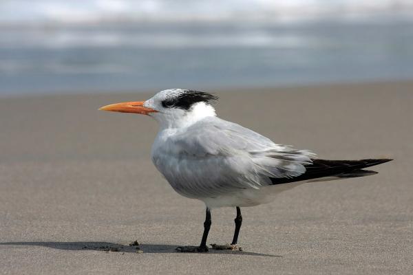 海鸟:种类和适应性 - 燕鸥(Sterna spp.)