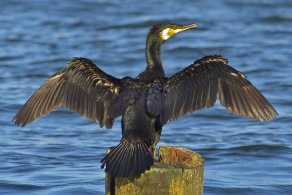 海鸟:种类和适应性 - 鸬鹚(Phalacrocorax spp.)