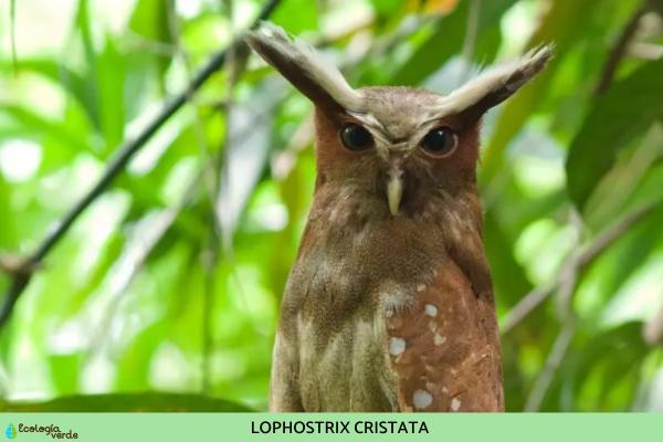 猫头鹰的种类 - 鸮属