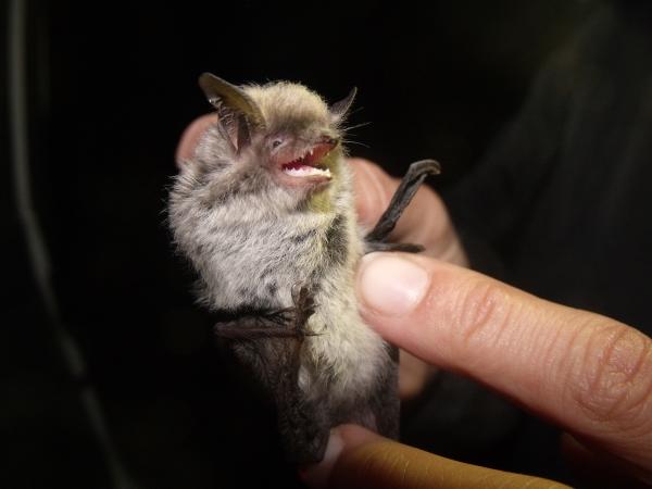 蝙蝠种类 - 阿塔卡马鼠耳蝠(Myotis atacamensis)