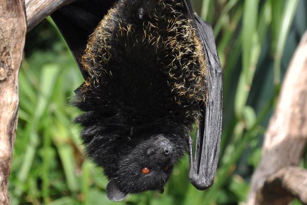 蝙蝠种类 - 果蝠(Pteropus livingstonii)