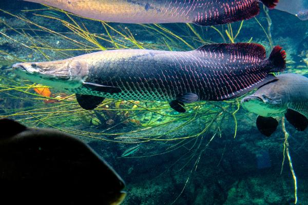 肉食性鱼类:它们是什么以及它们的例子 - 巨骨舌鱼 (Arapaima gigas)