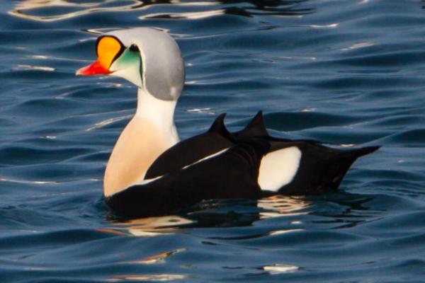 海鸟:种类和适应性 - 绒鸭(Somateria spp.)