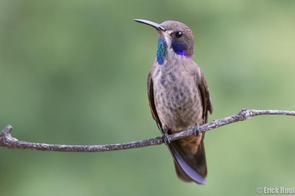 蜂鸟的种类 - 棕蜂鸟 (Colibri delphinae)