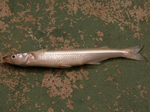 阿根廷的鱼 - 银汉鱼