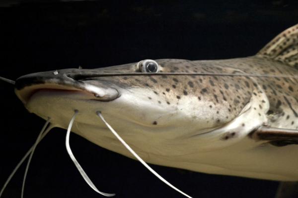 阿根廷的鱼 - 彩绘苏鲁比鱼