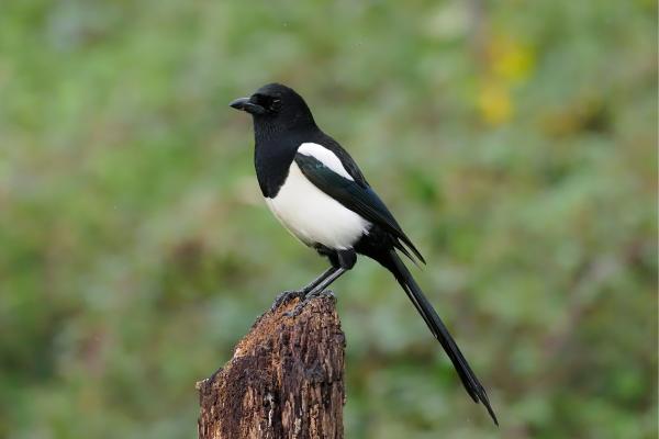 Aves de España - Urraca común