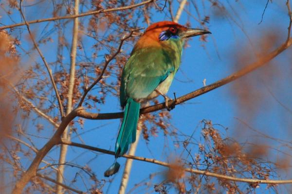 Aves de México - Momoto mexicano