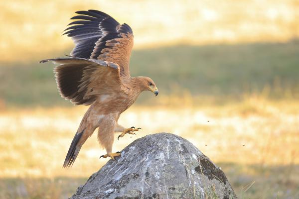 Aves de España - Águila imperial ibérica
