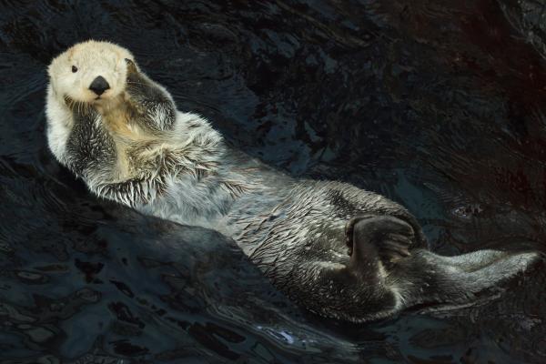 Tipos de nutrias - Nutria marina (Enhydra lutris)