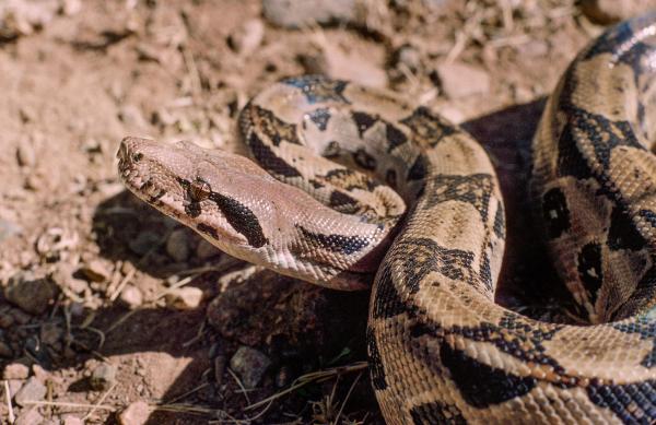墨西哥的爬行动物 - 普通蟒蛇(大蟒蛇)