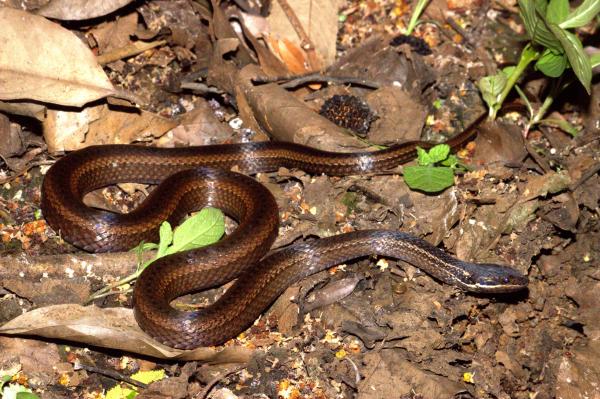 Reptiles de Colombia - Serpiente de San Andrés