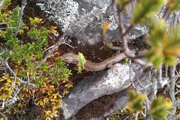 Reptiles de Colombia - Lagartija de Bogotá