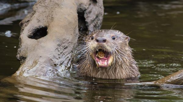 Tipos de nutrias - Nutria sureña de río (Lontra provocax)