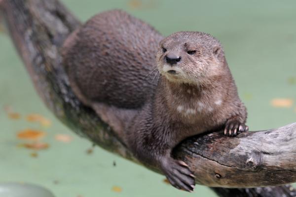 Tipos de nutrias - Nutria de cuello moteado (Hydrictis maculicollis)