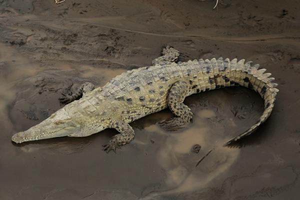 Reptiles de Colombia - Caimán aguja