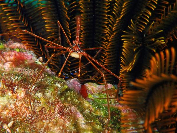 螃蟹的种类 - 太平洋蜘蛛蟹(Stenorhynchus debilis)