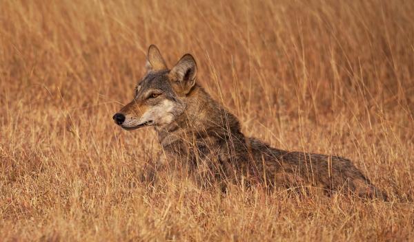Tipos de lobos - Lobo indio (Canis lupus pallipes)