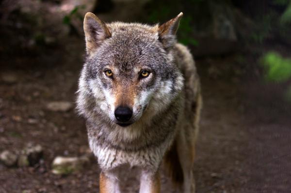 Tipos de lobos - Lobo europeo (Canis lupus lupus)
