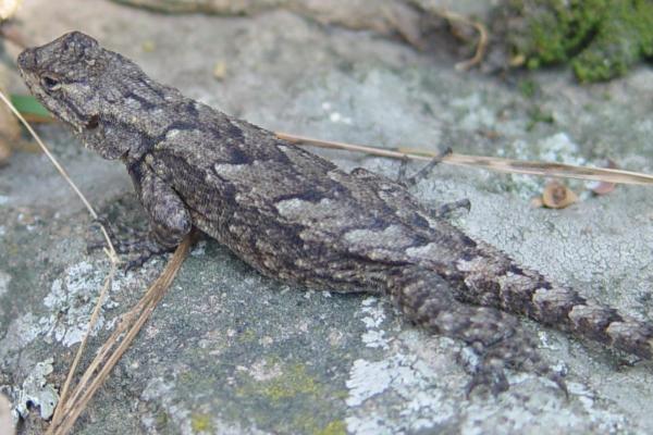 墨西哥爬行动物 - 牧豆树蜥蜴(Sceloporus grammicus)