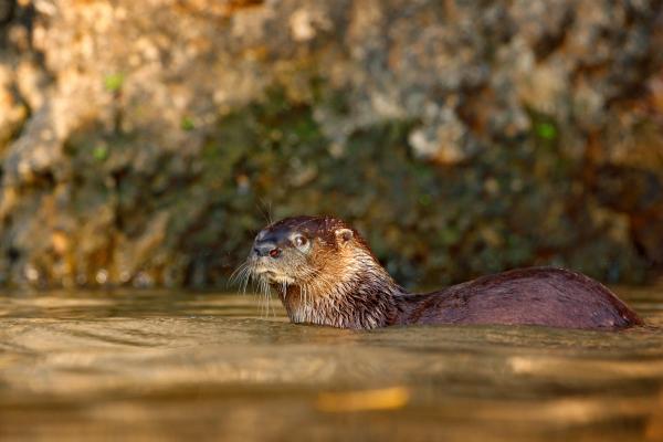 Tipos de nutrias - Nutria neotropical (Lontra longicaudis)
