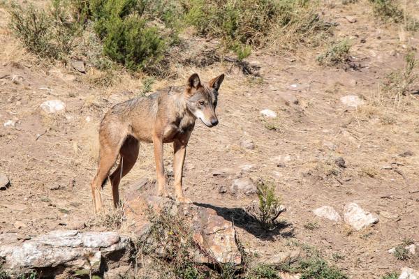Tipos de lobos - Lobo árabe (Canis lupus arabs)