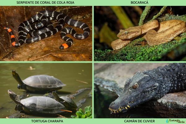 Reptiles de Colombia - Otros reptiles de Colombia