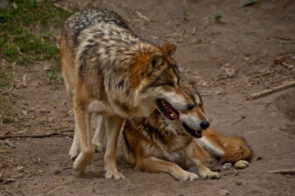 Tipos de lobos - Lobo mexicano (Canis lupus baileyi)