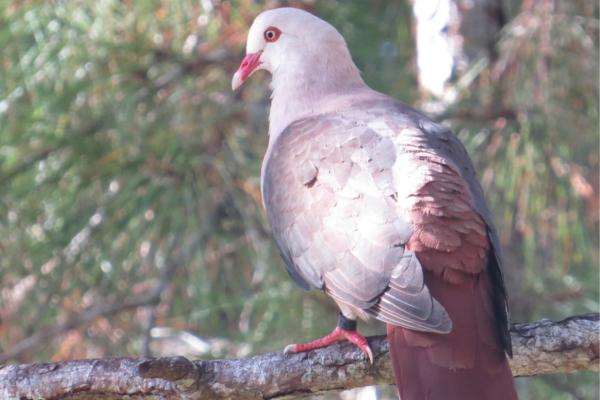 Tipos de palomas - Paloma de mauricio