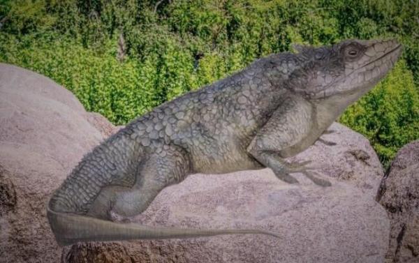 Reptiles de Colombia - Camaleón de Cundinamarca
