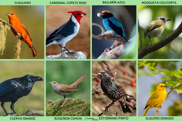 雀形目鸟类:它们是什么以及它们的例子 - 雀形目鸟类的例子