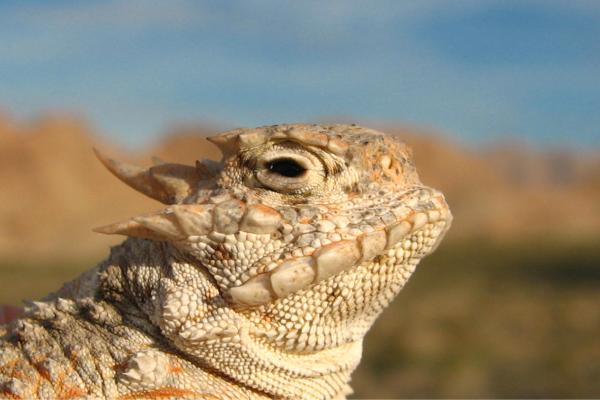 墨西哥爬行动物 - 沙漠角蜥(Phrynosoma platyrhinos)