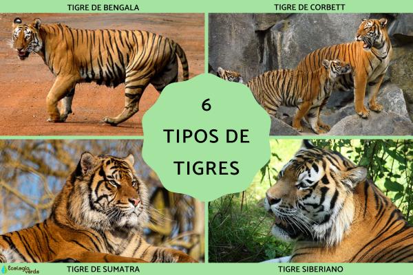 现存六种老虎亚种盘点：分布、特征与保护现状