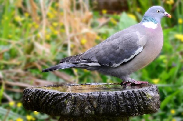 Tipos de palomas - Paloma torcaz