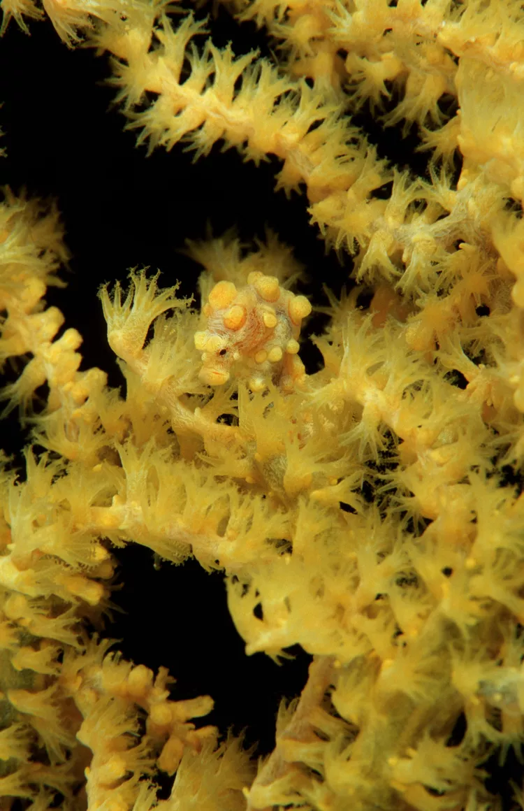 2025061285067191.webp 1.webp