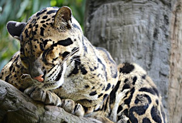 Día Internacional del Leopardo Nublado o Pantera Nebulosa - Características de la pantera nebulosa