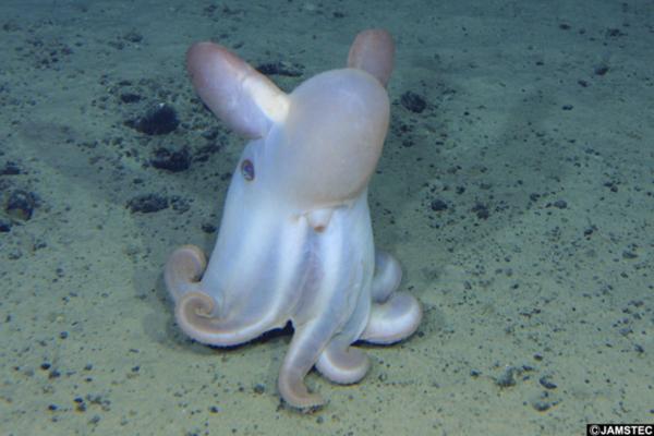 Tipos de pulpos - Pulpo dumbo (Grimpoteuthis spp.)