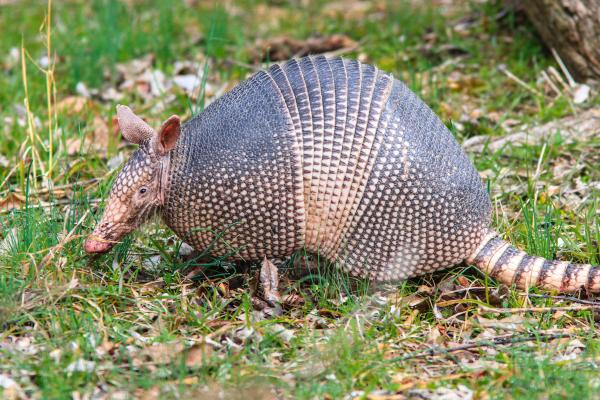 Por qué el armadillo está en peligro de extinción - Causas del armadillo en peligro de extinción