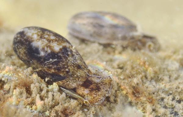 海螺种类 - 肋纹气泡螺