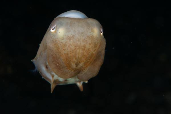 有毒章鱼 - 小飞象章鱼(Grimpoteuthis spp.)