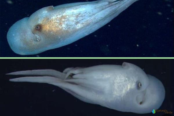 有毒章鱼——七臂章鱼(Haliphron atlanticus)