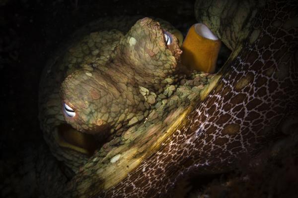 有毒章鱼——加州双斑章鱼(Octopus bimaculoides)