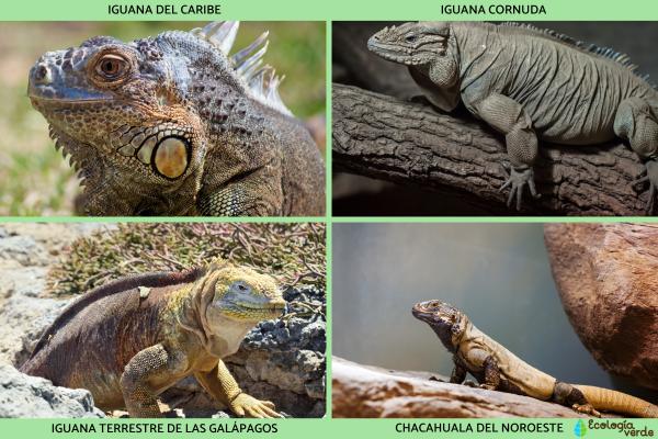 ¿La iguana está en peligro de extinción? - ¿La iguana está en peligro de extinción o no?