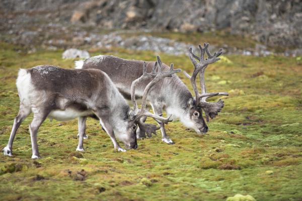 Animales rumiantes: qué son y ejemplos - Sistema digestivo de los animales rumiantes 