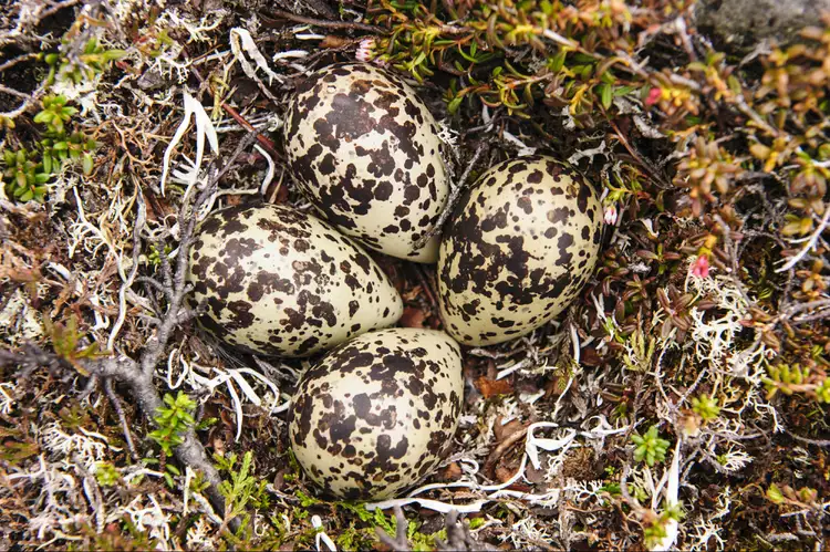 2025061773860098.webp 6.webp