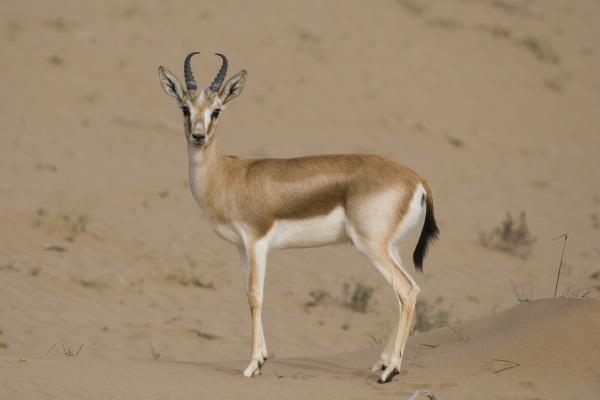 Tipos de gacelas - Gacela blanca